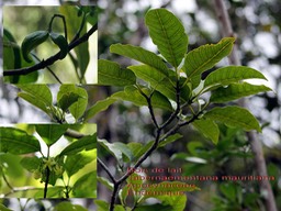 Bois de lait- Tabernaemontana mauritiana- Apocynaceae- Endémique-2