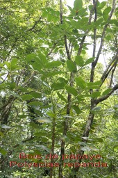 Bois de papaye - Polyscias repanda - Araliacée- B