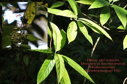 Bois de raisin- Bertierra borbonica- Rubiaceae- B