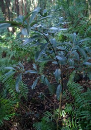 Bois de tambour- Tambourissa elliptica- Monimiaceae- Endémique