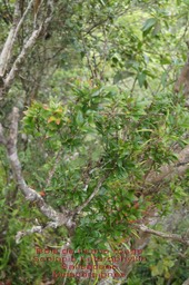 Bois de tisane rouge- Scolopia heterophylla- Salicaceae- Masc