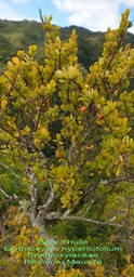 Bois d'huile- Erythroxylon hypericifolium- Erythroxylaceae- BM