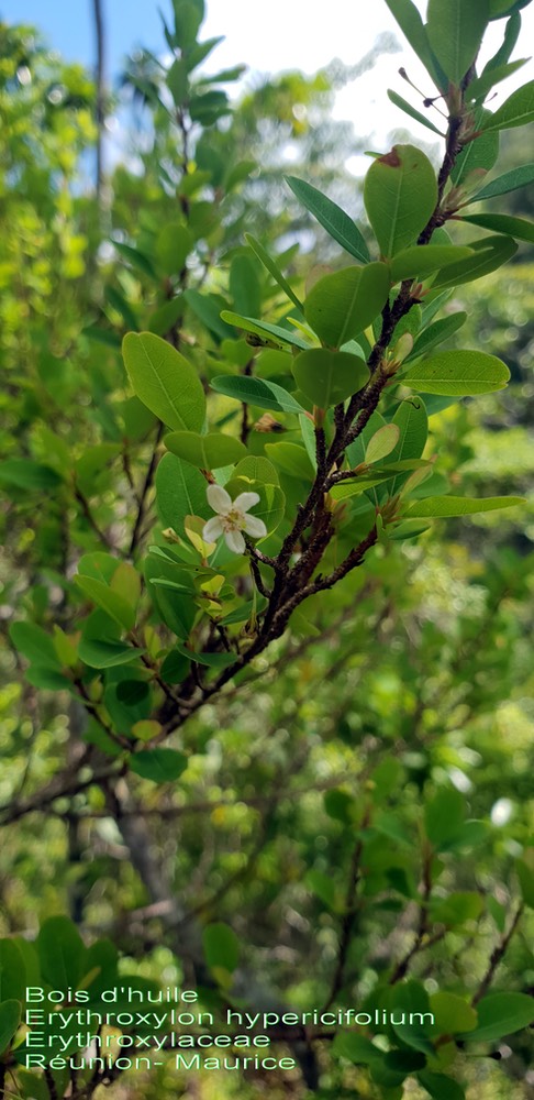 Bois d'huile- Erythroxylon hypericifolium