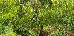 Bois d'olive gros peau - Pleurostylia pachyphloea -