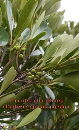 Bois d'olive gros peau- Fruits