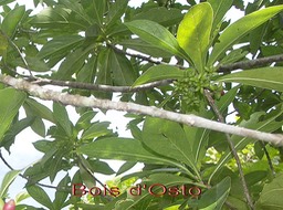 Bois d'Osto - Antirhrea borbonica - Rubiacée- I