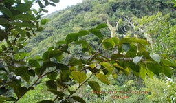 Bois dur- Securinema durissima - Euphorbiaceae - I