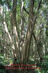 Bois maigre - Nuxia verticillata-  Stilbacée-I
