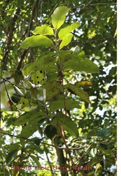 Bois noir des hauts- Diospyros borbonica- Ebénacée - B