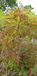 Bois puant- Foetida mauritiana