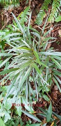 Bois rouge - Cassine orientalis- Celastraceae- I