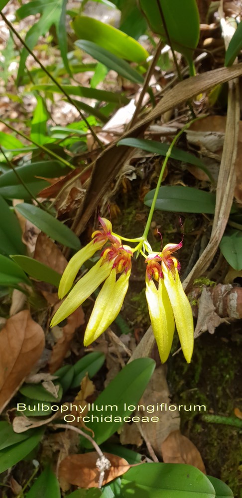 Bulbophyllum longiflorum - 3
