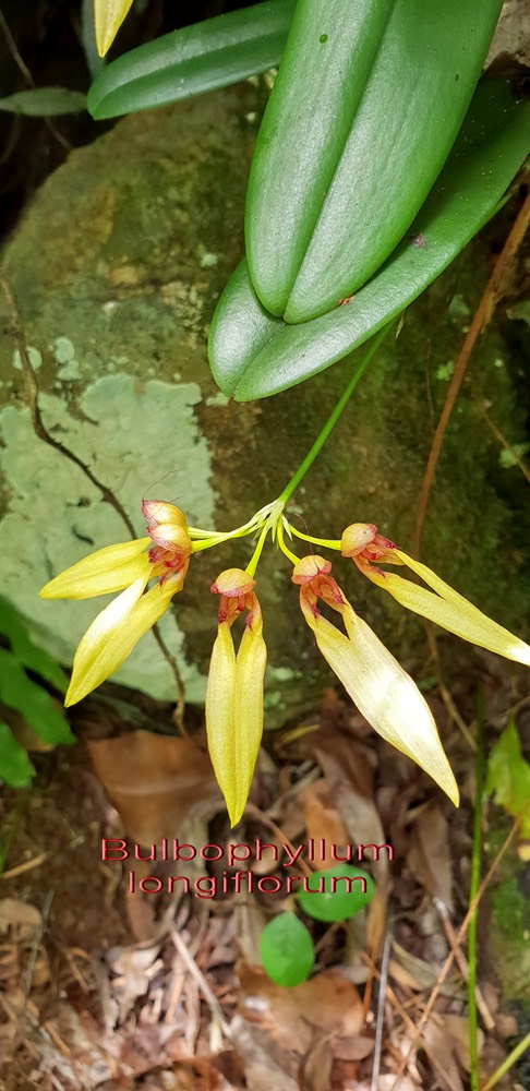 Bulbophyllum longiflorum-1