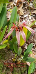 Bulbophyllum longiflorum-4