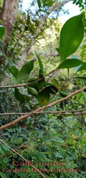 Café marron- Coffea mauritiana- Rubiaceae- BM