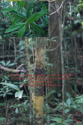 Calophyllum tacamahaca- Takamaka des hauts- Clusiaceae- BM