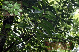 Casearia coriacea - Bois de cabri rouge- Salicaceae- BM