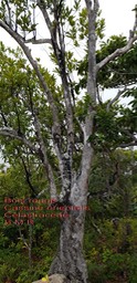 Cassine orientalis- Bois rouge- Celastraceae- I