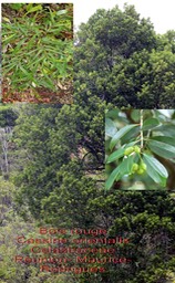 Cassine orientalis- Bois rouge - Celastraceae- BMR