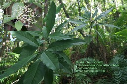 Chassalia corallioides- Bois de corail- B