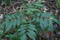 Cnestis glabra- Mafatambois- Connaraceae- I