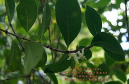 Coffea mauritiana - Café marron - Rubiaceae- BM