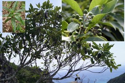 Coptosperma borbonica- Bois de pintade- Rubiaceae- Endémique
