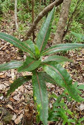 Coptosperma borbonica- Bois de pintade- Rubiaceae- BM