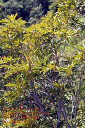 Cossinia pinnata- Bois de Judas- Sapindaceae- I