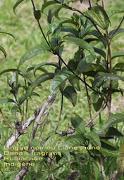 Danais fragrans- Lingue noir ou Liane jaune- Rubiaceae- I