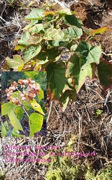 Dombeya acutangula- Mahot tantan- Malvaceae