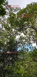 Dombeya populnea- Olea lancea -Erythroxylon hypericifolium