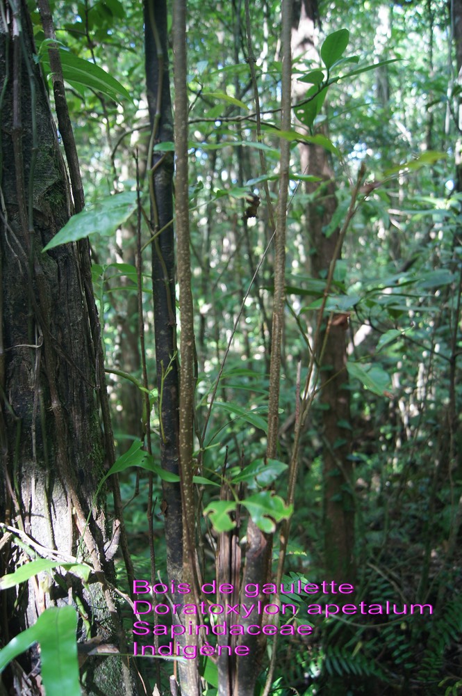 Doratoxylon apetalum- Bois de gaulette- Sapindaceae-I