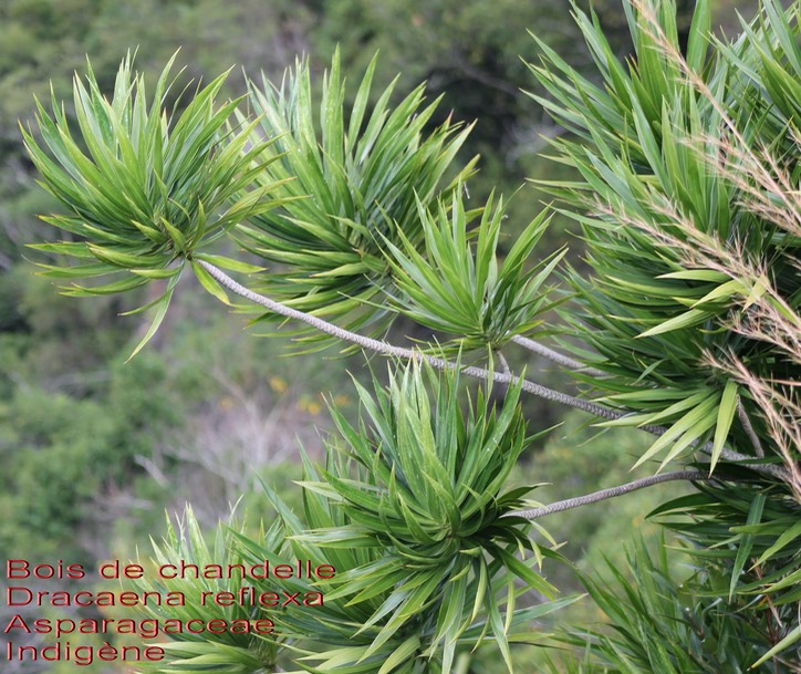 Dracaena reflexa- Asparagaceae- I