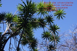 Dracaena reflexa- Bois de chandelle- Asparagaceae-I