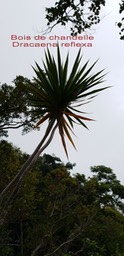 Dracaena reflexa- Bois de chandelle- Asparagaceae- I