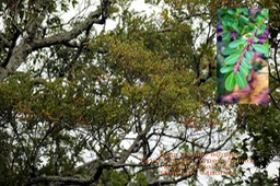 Erythroxylon hypericifolium- Bois d'huile- Erythroxylaceae- BM