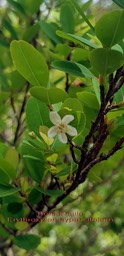 Erythroxylon hypericifolium- fleur