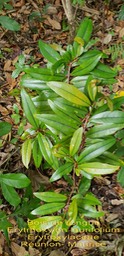 Erythroxylon laurifoium- Bois de rongue- Erythroxylaceae- BM
