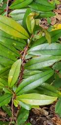 Erythroxylon laurifolium- les feuilles