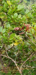 Erythroxylon sideroxyloides- Bois de rongue- Erythroxylaceae- BM