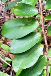 Erythroxylon sideroxyloides-  les feuilles