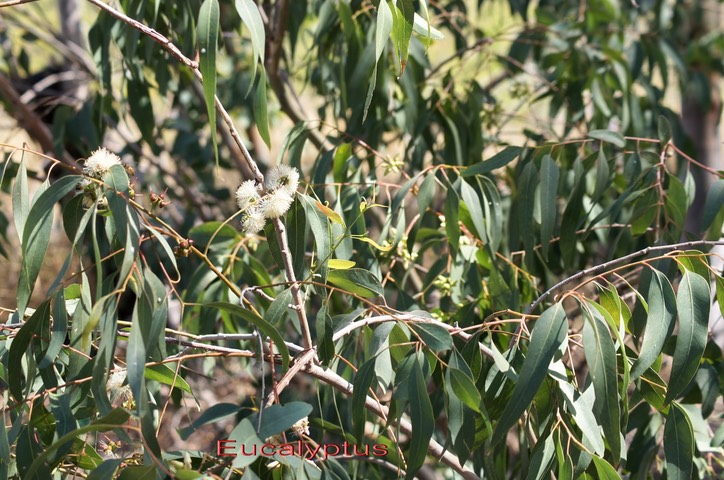 eucalyptus-camaldulensis--_med_hr