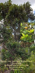 Eugenia buxifolia- Bois de nèfles à petites feuilles- Myrtaceae- B