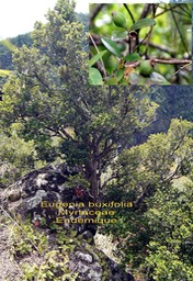 Eugenia buxifolia