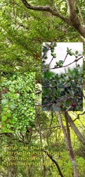 Fernelia buxifolia- Bois de buis- Rubiaceae- Masc