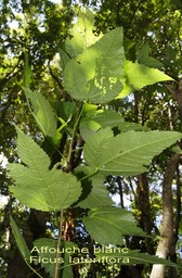 Ficus lateriflora- Feuilles intermédiaires