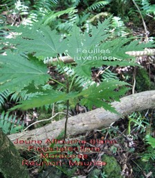 Ficus lateriflora- Hétérophyllie