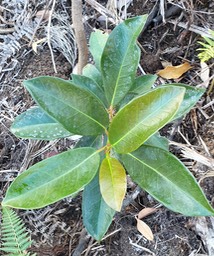 Ficus rubra- Moraceae- Indigène