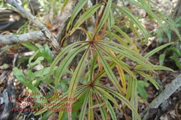 Foetida mauritiana- Bois puant- Lecythidaceae- BM
